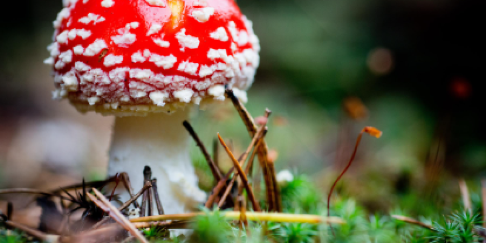 The Growing Demand for Magic Mushrooms in DC