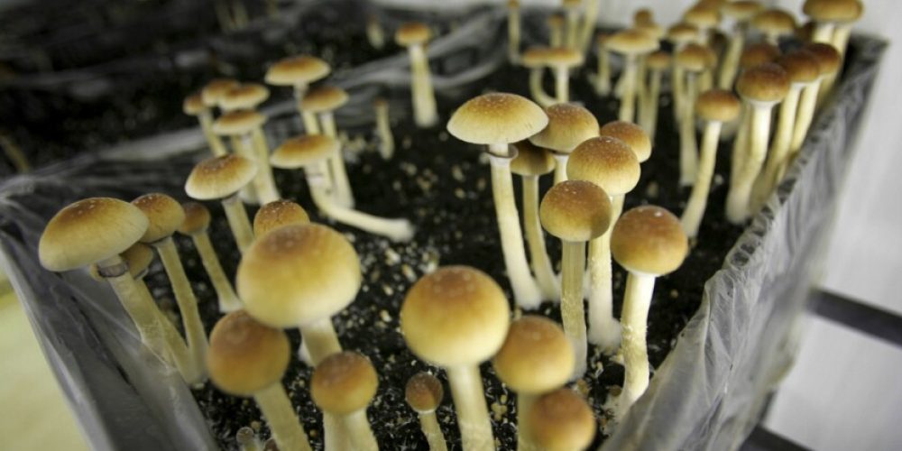 The Different Types of Mushrooms in DC