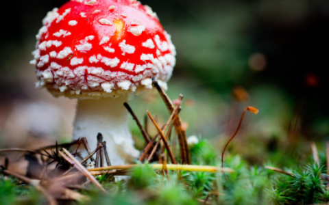 The Growing Demand for Magic Mushrooms in DC