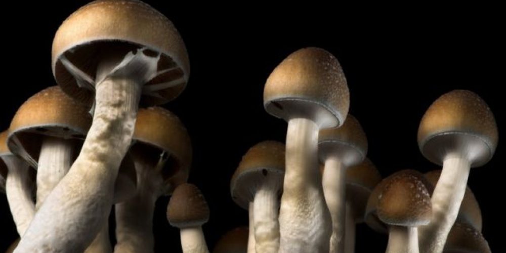 Advancing to comprehend the research on miracle fresh mushrooms